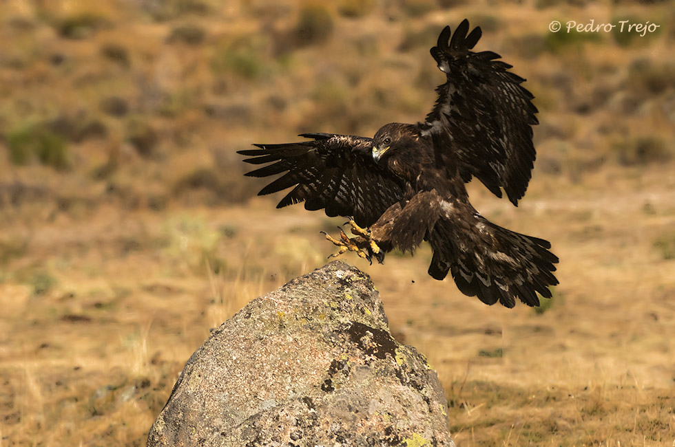 Águila real (Aguila chrysaetos)